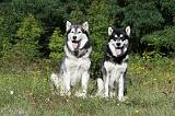 ALASKAN MALAMUTE 363